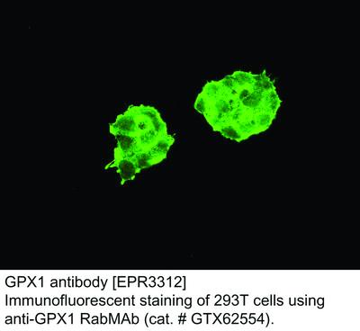 GPX1 antibody [EPR3312], GeneTex