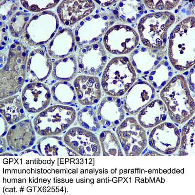 GPX1 antibody [EPR3312], GeneTex