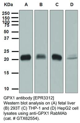 GPX1 antibody [EPR3312], GeneTex