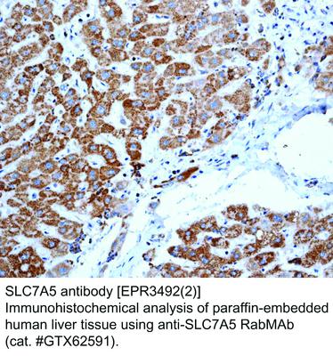 SLC7A5 antibody [EPR3492(2)], GeneTex