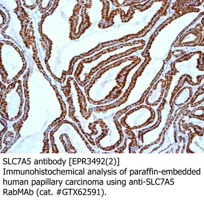 SLC7A5 antibody [EPR3492(2)], GeneTex