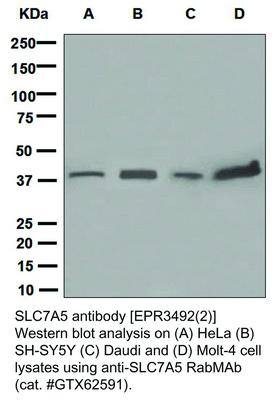 SLC7A5 antibody [EPR3492(2)], GeneTex