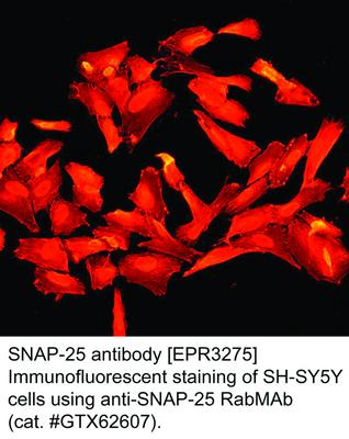 SNAP-25 antibody [EPR3275], GeneTex