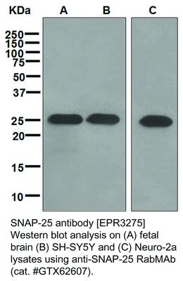 SNAP-25 antibody [EPR3275], GeneTex