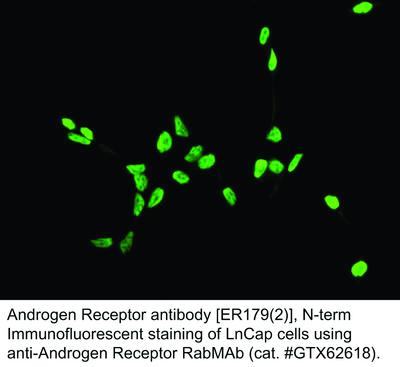 RB MAB TO ANDROGEN RECEPTOR