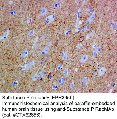 Substance P antibody [EPR3959], GeneTex