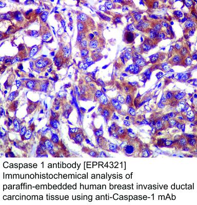 Caspase 1 antibody [EPR4321], GeneTex