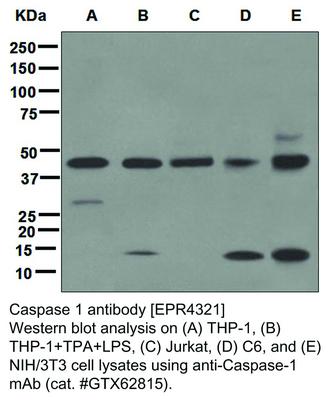 Caspase 1 antibody [EPR4321], GeneTex