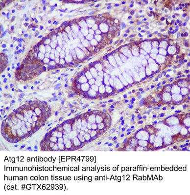 Atg12 antibody [EPR4799], GeneTex