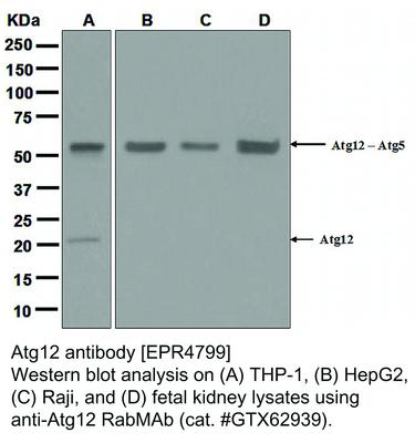 Atg12 antibody [EPR4799], GeneTex