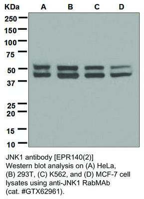 JNK1 antibody [EPR140(2)], GeneTex