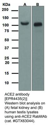 ACE2 antibody [EPR4435(2)], GeneTex