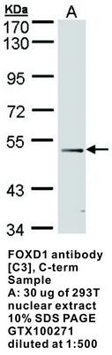 FOXD1 antibody [C3], C-term, GeneTex