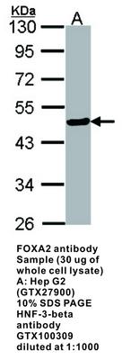 FOXA2 antibody, GeneTex