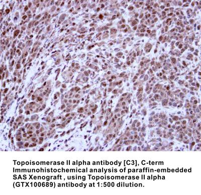 Topoisomerase II alpha antibody [C3], C-term, GeneTex