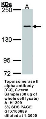 Topoisomerase II alpha antibody [C3], C-term, GeneTex