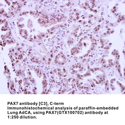 PAX7 antibody [C3], C-term, GeneTex