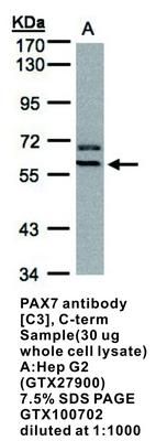 PAX7 antibody [C3], C-term, GeneTex