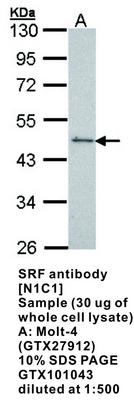 SRF antibody [N1C1], GeneTex