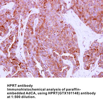 HPRT antibody, GeneTex