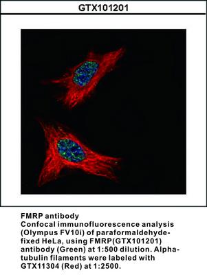 FMRP antibody - Rabbit Polyclonal - ICC/IF, WB, GeneTex