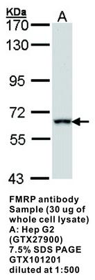 FMRP antibody - Rabbit Polyclonal - ICC/IF, WB, GeneTex