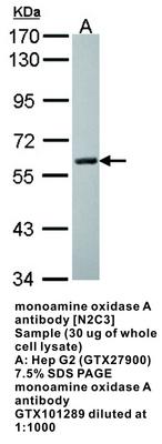 monoamine oxidase A antibody [N2C3], GeneTex