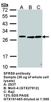 SFRS9 antibody, GeneTex