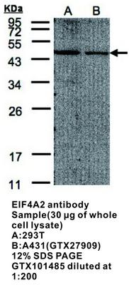 EIF4A2 antibody, GeneTex