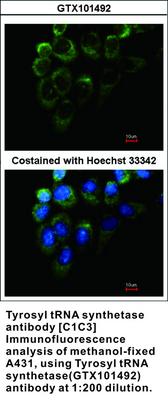 Tyrosyl tRNA synthetase antibody [C1C3], GeneTex