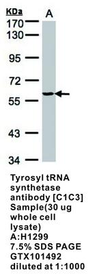 Tyrosyl tRNA synthetase antibody [C1C3], GeneTex