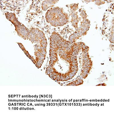 SEPT7 antibody [N3C3], GeneTex