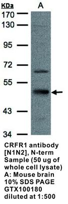 SEPT7 antibody [N3C3], GeneTex