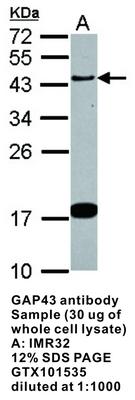 GAP43 antibody [N1C3], GeneTex