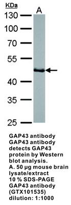 GAP43 antibody [N1C3], GeneTex