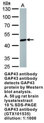 GAP43 antibody [N1C3], GeneTex