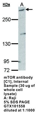 mTOR antibody [C1], Internal, GeneTex