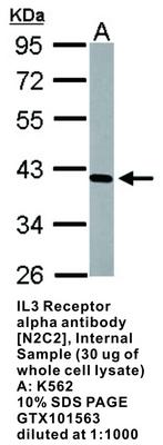 RB PAB TO IL3 RECEPTOR ALPHA