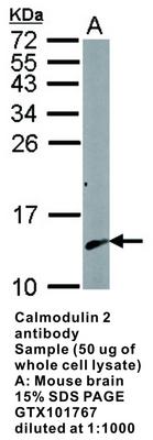 RB PAB TO CALMODULIN 2