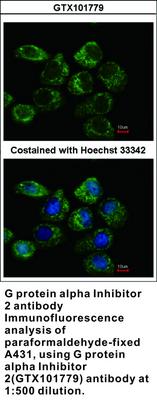 G protein alpha Inhibitor 2 antibody, GeneTex