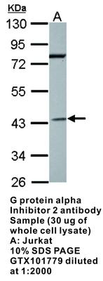 G protein alpha Inhibitor 2 antibody, GeneTex