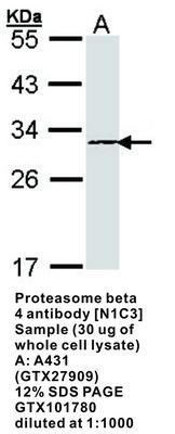 RB PAB TO PROTEASOME 20S BETA4