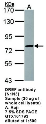 DREF  antibody [N1N3], GeneTex