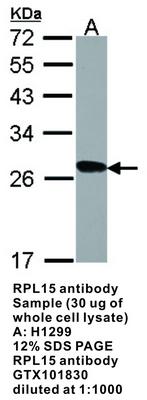 RPL15 antibody, GeneTex