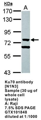 Ku70 antibody [N1N3], GeneTex