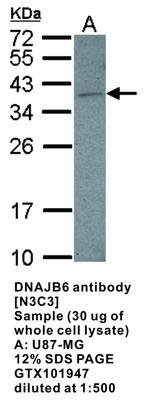 DNAJB6 antibody [N3C3], GeneTex