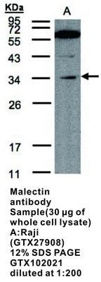 Malectin antibody [N3C3], GeneTex