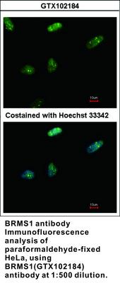 BRMS1 antibody, GeneTex