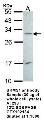 BRMS1 antibody, GeneTex