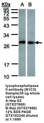 lysophospholipase II antibody [N1C3], GeneTex